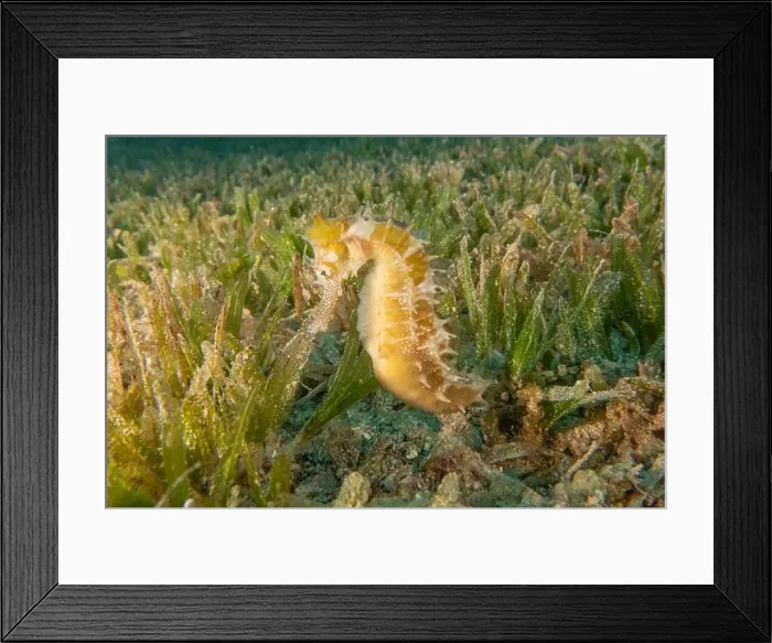 Framed Print : Sea Horse in the Red Sea Colorful and beautiful, Eilat Israel Framed Print : Sea Horse in the Red Sea Colorful and beautiful, Eilat Israel