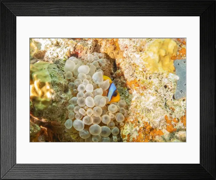 Framed Print : Clown-fish anemonefish in the Red Sea Colorful and beautiful, Eilat Israel Framed Print : Clown-fish anemonefish in the Red Sea Colorful and beautiful, Eilat Israel