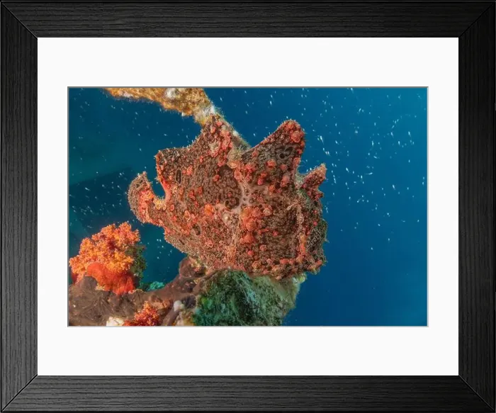 Framed Print : Frogfish swim in the Red Sea, colorful fish, Eilat Israel Framed Print : Frogfish swim in the Red Sea, colorful fish, Eilat Israel