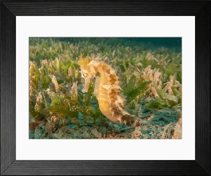 Framed Print : Sea Horse in the Red Sea Colorful and beautiful, Eilat Israel Framed Print : Sea Horse in the Red Sea Colorful and beautiful, Eilat Israel