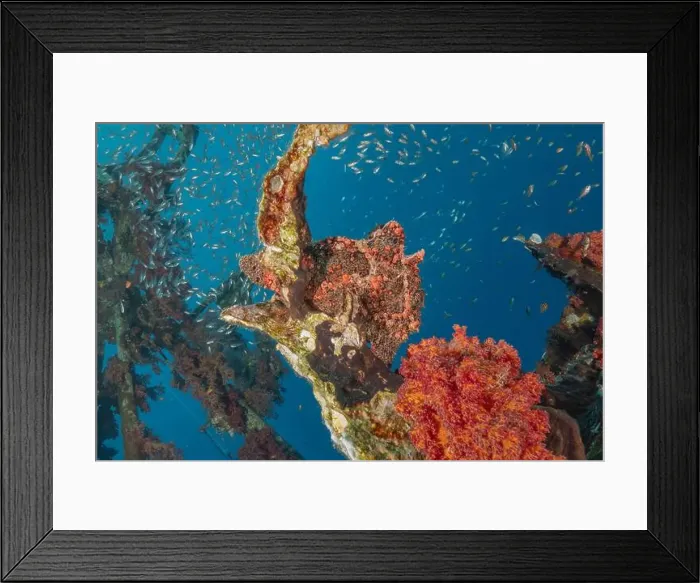 Framed Print : Frogfish swim in the Red Sea, colorful fish, Eilat Israel Framed Print : Frogfish swim in the Red Sea, colorful fish, Eilat Israel
