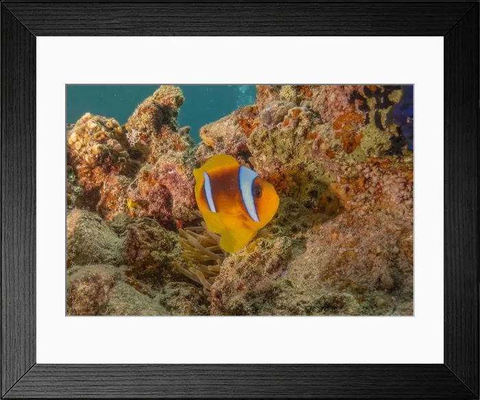 Framed Print : Clown-fish anemonefish in the Red Sea Colorful and beautiful, Eilat Israel Framed Print : Clown-fish anemonefish in the Red Sea Colorful and beautiful, Eilat Israel