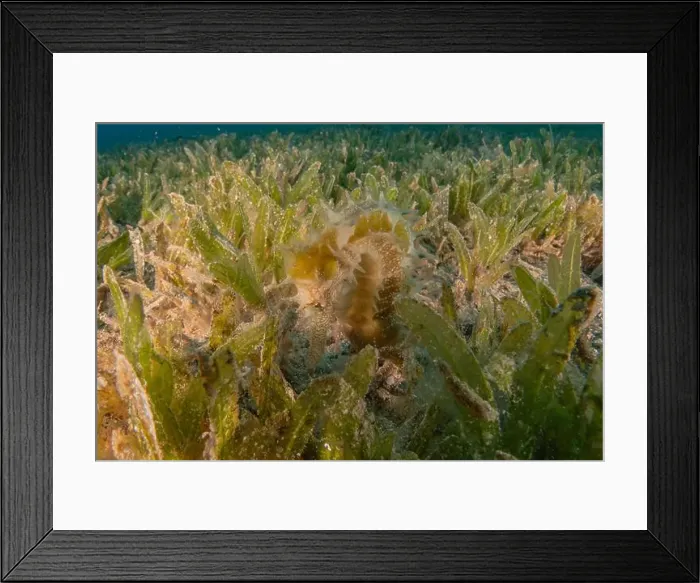 Framed Print : Sea Horse in the Red Sea Colorful and beautiful, Eilat Israel Framed Print : Sea Horse in the Red Sea Colorful and beautiful, Eilat Israel