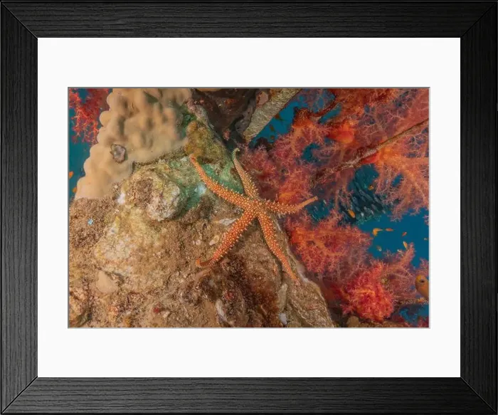 Framed Print : Starfish On the seabed in the Red Sea, Eilat Israel Framed Print : Starfish On the seabed in the Red Sea, Eilat Israel