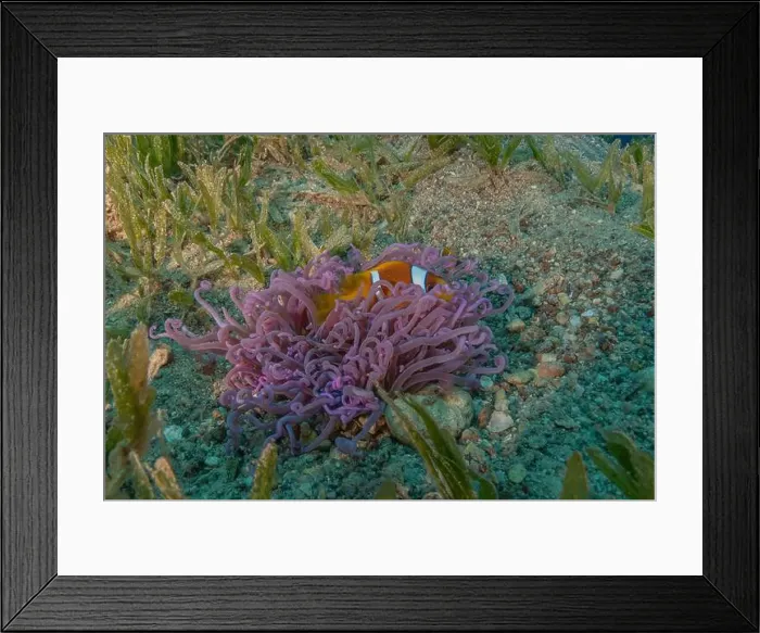 Framed Print : Clown-fish anemonefish in the Red Sea Colorful and beautiful, Eilat Israel Framed Print : Clown-fish anemonefish in the Red Sea Colorful and beautiful, Eilat Israel