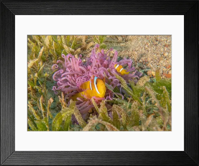 Framed Print : Clown-fish anemonefish in the Red Sea Colorful and beautiful, Eilat Israel Framed Print : Clown-fish anemonefish in the Red Sea Colorful and beautiful, Eilat Israel