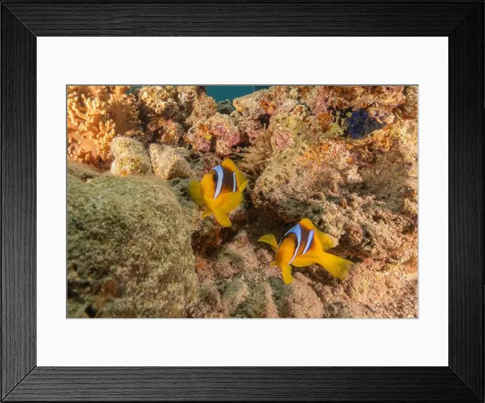 Framed Print : Clown-fish anemonefish in the Red Sea Colorful and beautiful, Eilat Israel Framed Print : Clown-fish anemonefish in the Red Sea Colorful and beautiful, Eilat Israel