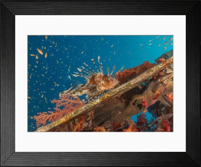 Framed Print : Lionfish in the Red Sea colorful fish, Eilat Israel Framed Print : Lionfish in the Red Sea colorful fish, Eilat Israel