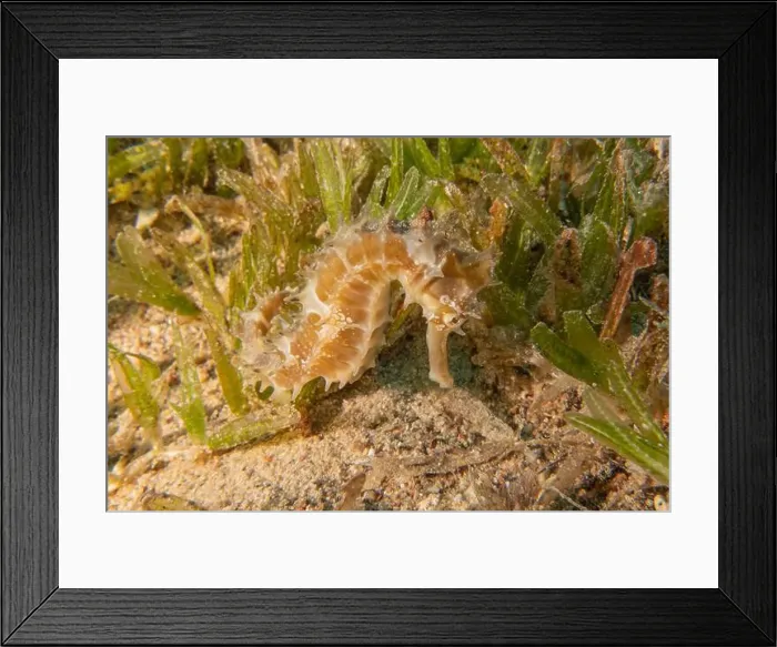 Framed Print : Sea Horse in the Red Sea Colorful and beautiful, Eilat Israel Framed Print : Sea Horse in the Red Sea Colorful and beautiful, Eilat Israel