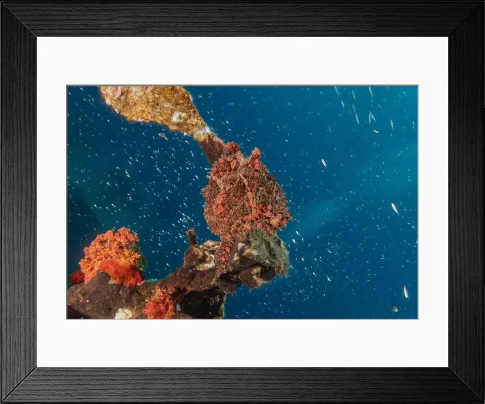 Framed Print : Frogfish swim in the Red Sea, colorful fish, Eilat Israel Framed Print : Frogfish swim in the Red Sea, colorful fish, Eilat Israel