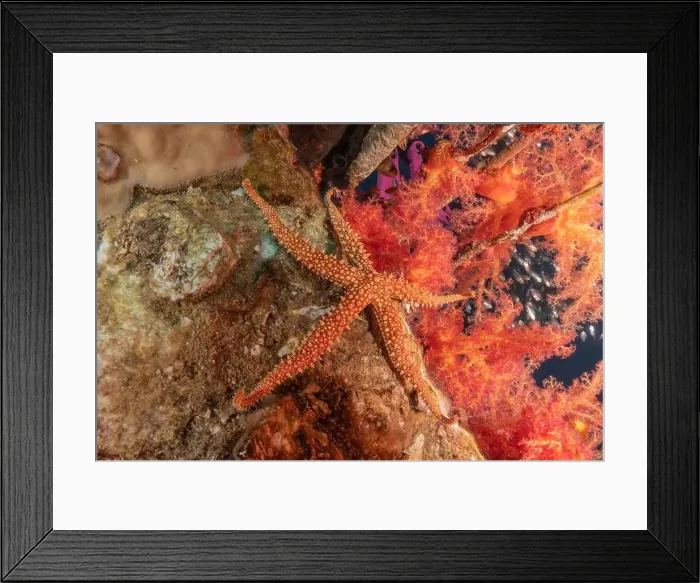Framed Print : Starfish On the seabed in the Red Sea, Eilat Israel Framed Print : Starfish On the seabed in the Red Sea, Eilat Israel