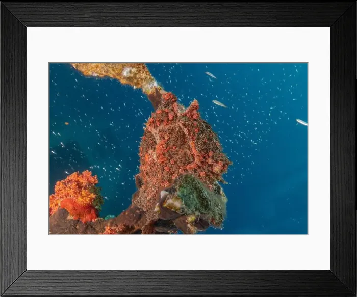Framed Print : Frogfish swim in the Red Sea, colorful fish, Eilat Israel Framed Print : Frogfish swim in the Red Sea, colorful fish, Eilat Israel