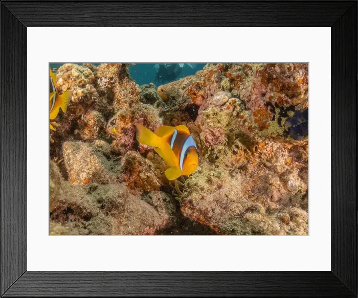 Framed Print : Clown-fish anemonefish in the Red Sea Colorful and beautiful, Eilat Israel Framed Print : Clown-fish anemonefish in the Red Sea Colorful and beautiful, Eilat Israel
