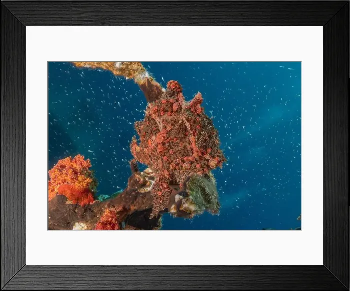 Framed Print : Frogfish swim in the Red Sea, colorful fish, Eilat Israel Framed Print : Frogfish swim in the Red Sea, colorful fish, Eilat Israel