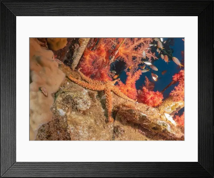 Framed Print : Starfish On the seabed in the Red Sea, Eilat Israel Framed Print : Starfish On the seabed in the Red Sea, Eilat Israel