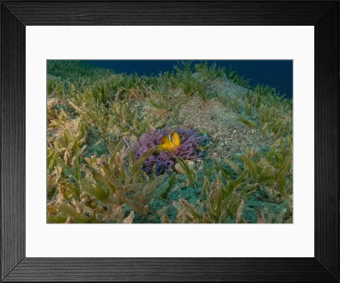 Framed Print : Clown-fish anemonefish in the Red Sea Colorful and beautiful, Eilat Israel Framed Print : Clown-fish anemonefish in the Red Sea Colorful and beautiful, Eilat Israel