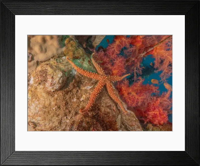 Framed Print : Starfish On the seabed in the Red Sea, Eilat Israel Framed Print : Starfish On the seabed in the Red Sea, Eilat Israel