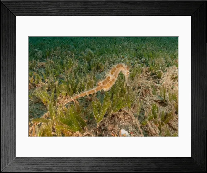 Framed Print : Sea Horse in the Red Sea Colorful and beautiful, Eilat Israel Framed Print : Sea Horse in the Red Sea Colorful and beautiful, Eilat Israel