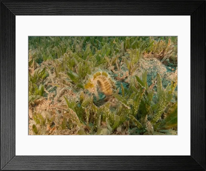 Framed Print : Sea Horse in the Red Sea Colorful and beautiful, Eilat Israel Framed Print : Sea Horse in the Red Sea Colorful and beautiful, Eilat Israel