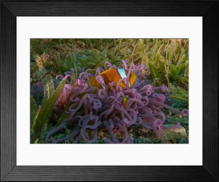 Framed Print : Clown-fish anemonefish in the Red Sea Colorful and beautiful, Eilat Israel Framed Print : Clown-fish anemonefish in the Red Sea Colorful and beautiful, Eilat Israel