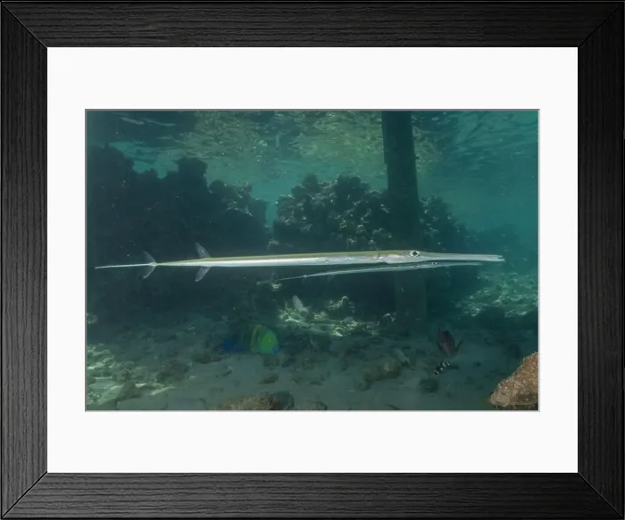 Framed Print : Squid in the Red Sea Colorful and beautiful, Eilat Israel Framed Print : Squid in the Red Sea Colorful and beautiful, Eilat Israel