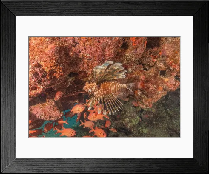 Framed Print : Lionfish in the Red Sea colorful fish, Eilat Israel Framed Print : Lionfish in the Red Sea colorful fish, Eilat Israel