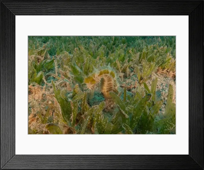 Framed Print : Sea Horse in the Red Sea Colorful and beautiful, Eilat Israel Framed Print : Sea Horse in the Red Sea Colorful and beautiful, Eilat Israel