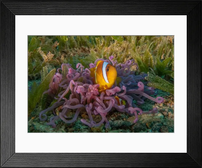 Framed Print : Clown-fish anemonefish in the Red Sea Colorful and beautiful, Eilat Israel Framed Print : Clown-fish anemonefish in the Red Sea Colorful and beautiful, Eilat Israel