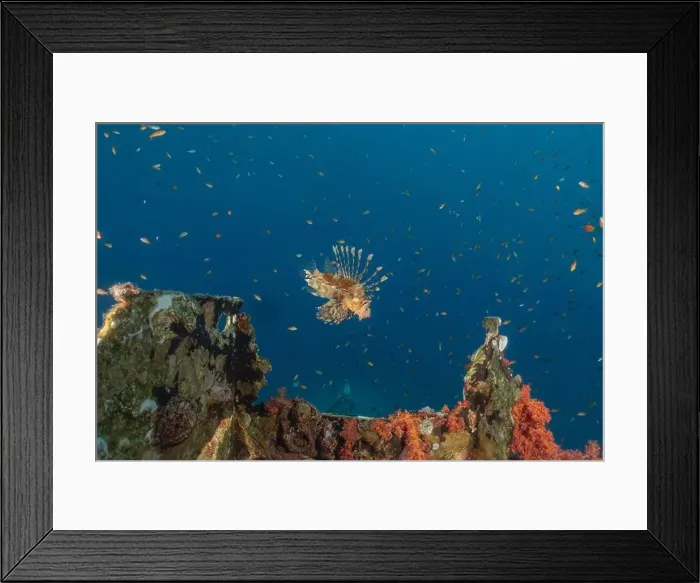 Framed Print : Lionfish in the Red Sea colorful fish, Eilat Israel Framed Print : Lionfish in the Red Sea colorful fish, Eilat Israel