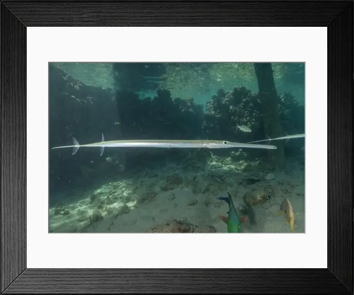 Framed Print : Squid in the Red Sea Colorful and beautiful, Eilat Israel Framed Print : Squid in the Red Sea Colorful and beautiful, Eilat Israel