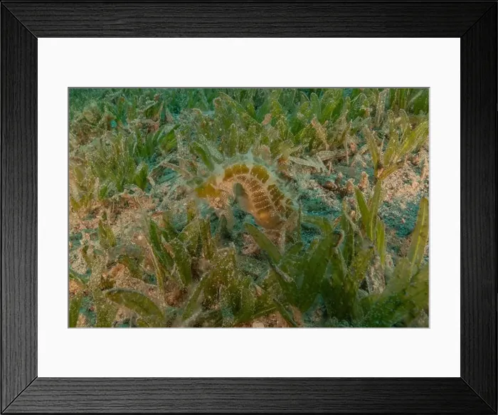 Framed Print : Sea Horse in the Red Sea Colorful and beautiful, Eilat Israel Framed Print : Sea Horse in the Red Sea Colorful and beautiful, Eilat Israel
