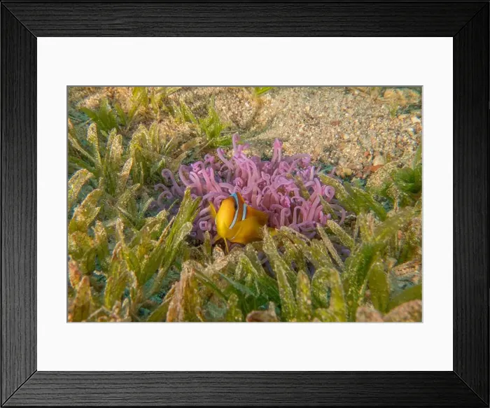 Framed Print : Clown-fish anemonefish in the Red Sea Colorful and beautiful, Eilat Israel Framed Print : Clown-fish anemonefish in the Red Sea Colorful and beautiful, Eilat Israel