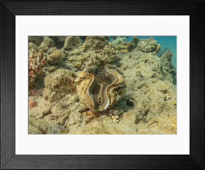 Framed Print : Giant Clam in the Red Sea Colorful and beautiful, Eilat Israel Framed Print : Giant Clam in the Red Sea Colorful and beautiful, Eilat Israel
