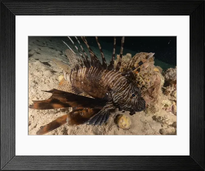 Framed Print : Lionfish in the Red Sea colorful fish, Eilat Israel Framed Print : Lionfish in the Red Sea colorful fish, Eilat Israel