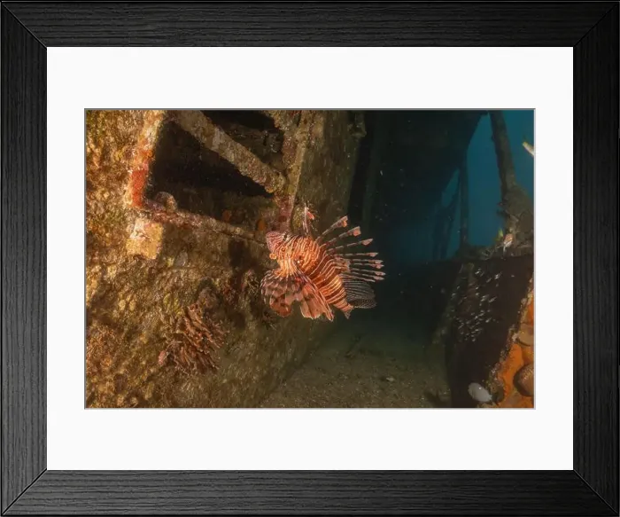 Framed Print : Lionfish in the Red Sea colorful fish, Eilat Israel Framed Print : Lionfish in the Red Sea colorful fish, Eilat Israel