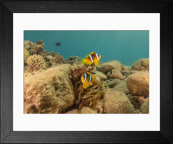 Framed Print : Clown-fish anemonefish in the Red Sea Colorful and beautiful, Eilat Israel Framed Print : Clown-fish anemonefish in the Red Sea Colorful and beautiful, Eilat Israel