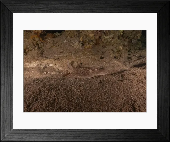 Framed Print : Torpedo sinuspersici On the seabed in the Red Sea, Israel Framed Print : Torpedo sinuspersici On the seabed in the Red Sea, Israel