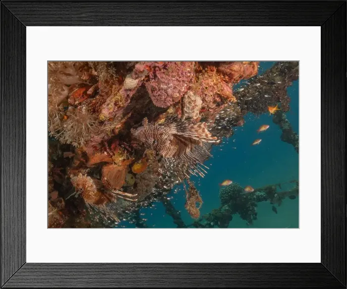 Framed Print : Lionfish in the Red Sea colorful fish, Eilat Israel