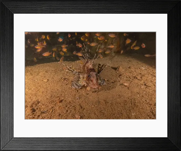 Framed Print : Lionfish in the Red Sea colorful fish, Eilat Israel Framed Print : Lionfish in the Red Sea colorful fish, Eilat Israel