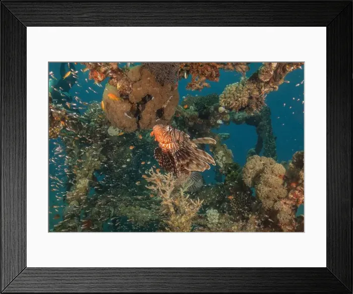 Framed Print : Lionfish in the Red Sea colorful fish, Eilat Israel