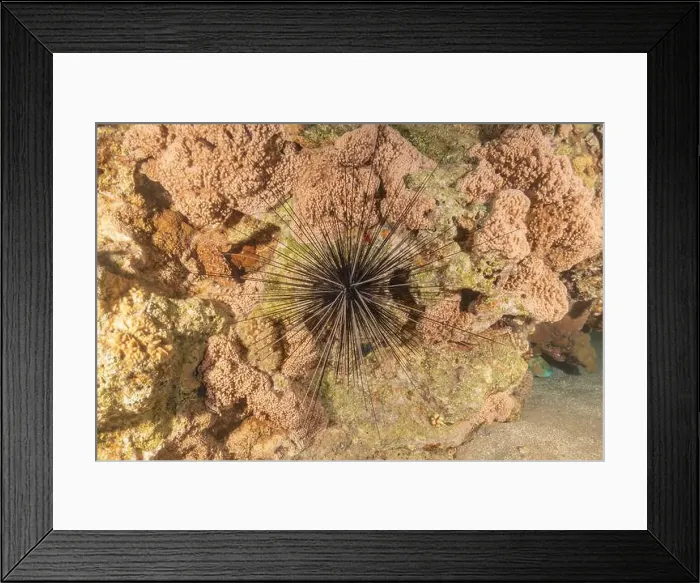 Framed Print : Red Sea Urchin in the Red Sea Colorful and beautiful, Eilat Israel