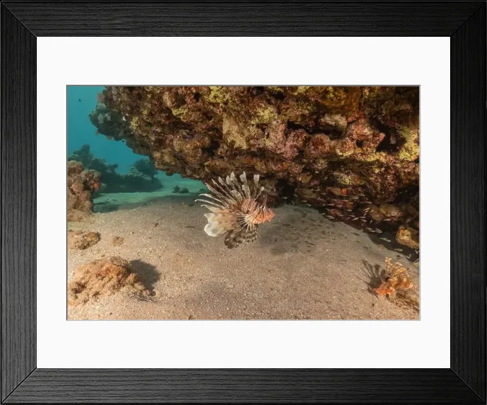 Framed Print : Lionfish in the Red Sea colorful fish, Eilat Israel Framed Print : Lionfish in the Red Sea colorful fish, Eilat Israel