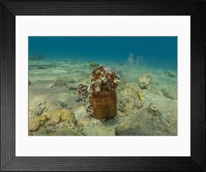 Framed Print : Sea cucumber in the Red Sea Colorful and beautiful, Eilat Israel Framed Print : Sea cucumber in the Red Sea Colorful and beautiful, Eilat Israel