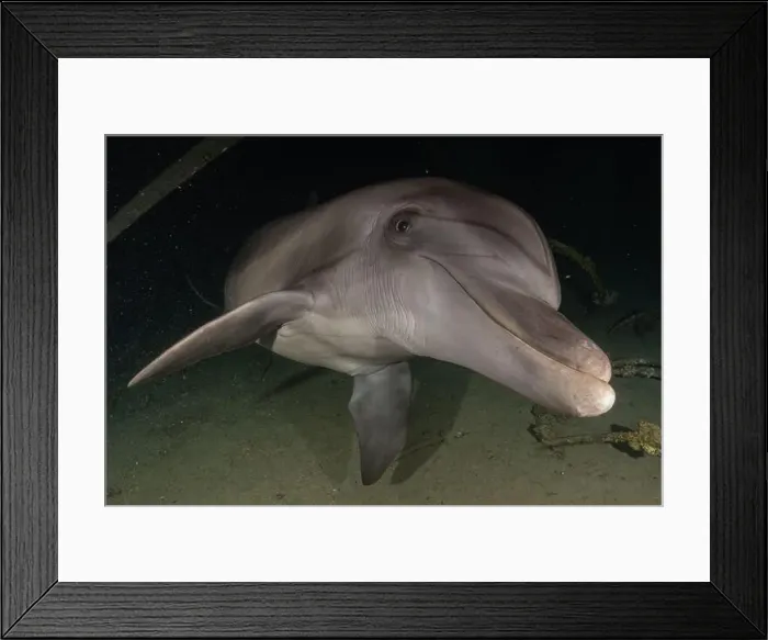 Framed Print : Dolphin swimming in the Red Sea, Eilat Israel Framed Print : Dolphin swimming in the Red Sea, Eilat Israel