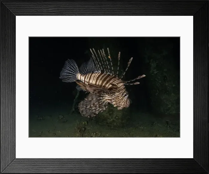 Framed Print : Lionfish in the Red Sea colorful fish, Eilat Israel Framed Print : Lionfish in the Red Sea colorful fish, Eilat Israel