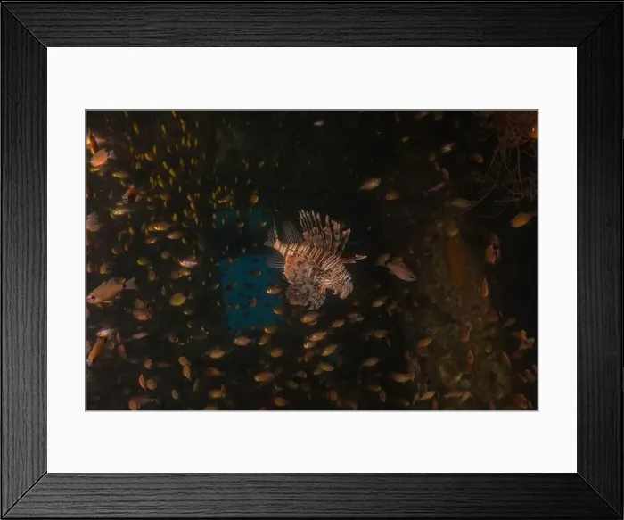 Framed Print : Lionfish in the Red Sea colorful fish, Eilat Israel Framed Print : Lionfish in the Red Sea colorful fish, Eilat Israel