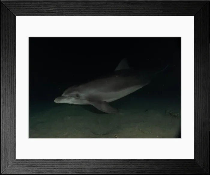 Framed Print : Dolphin swimming in the Red Sea, Eilat Israel Framed Print : Dolphin swimming in the Red Sea, Eilat Israel