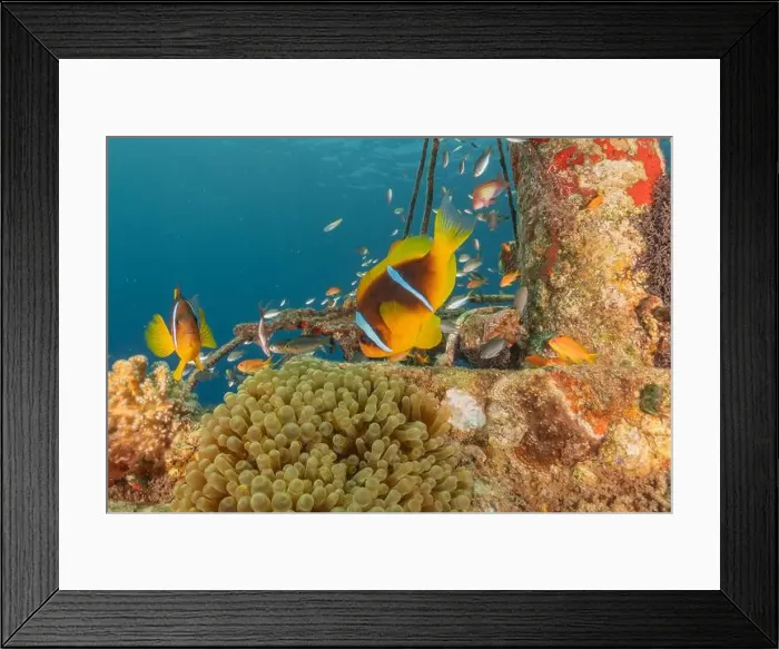 Framed Print : Clown-fish anemonefish in the Red Sea Colorful and beautiful, Eilat Israel Framed Print : Clown-fish anemonefish in the Red Sea Colorful and beautiful, Eilat Israel