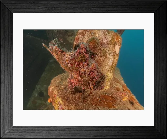 Framed Print : Frogfish swim in the Red Sea, colorful fish, Eilat Israel Framed Print : Frogfish swim in the Red Sea, colorful fish, Eilat Israel