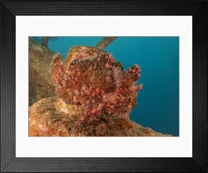 Framed Print : Frogfish swim in the Red Sea, colorful fish, Eilat Israel Framed Print : Frogfish swim in the Red Sea, colorful fish, Eilat Israel